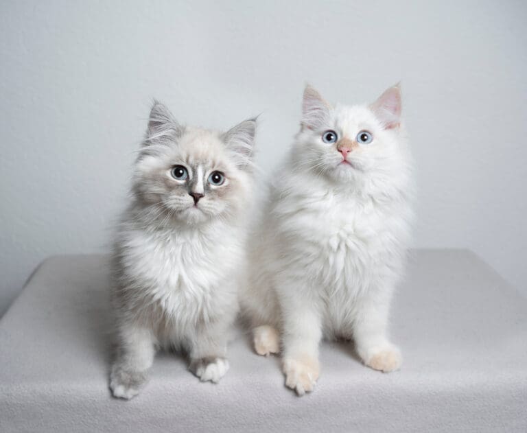 Kittens